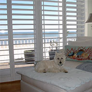 Dog Next to Shutters